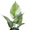 11&#x22; Potted Green Pothos Plant by Ashland&#xAE;